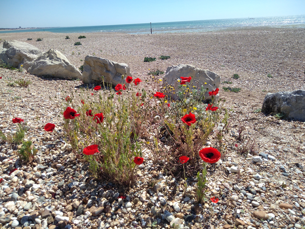 There are a few isolated Poppies on a pebbly beach