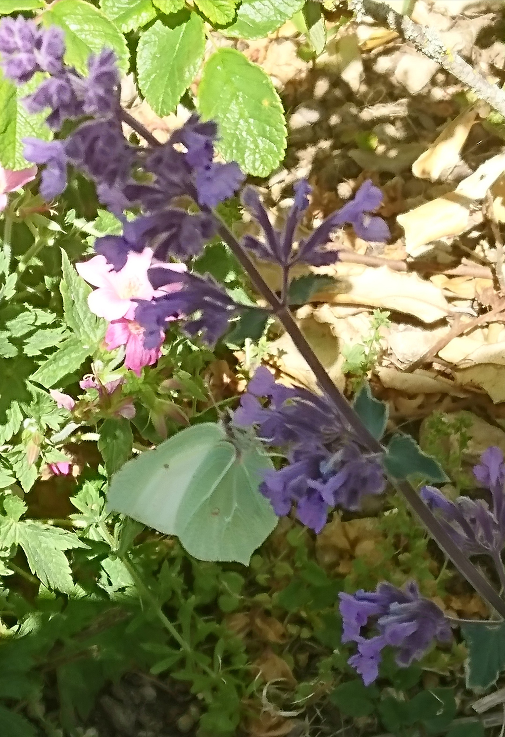 Spotted a beautiful Common Brimstone butterfly at a cemetery near Bath. An unexpected sight and looked just like a leaf as it settled with folded wings which were mint green with a white streak. The wings folded were the shape of two Beech leaves slightly overlapping. I had never seen one before so felt very lucky.