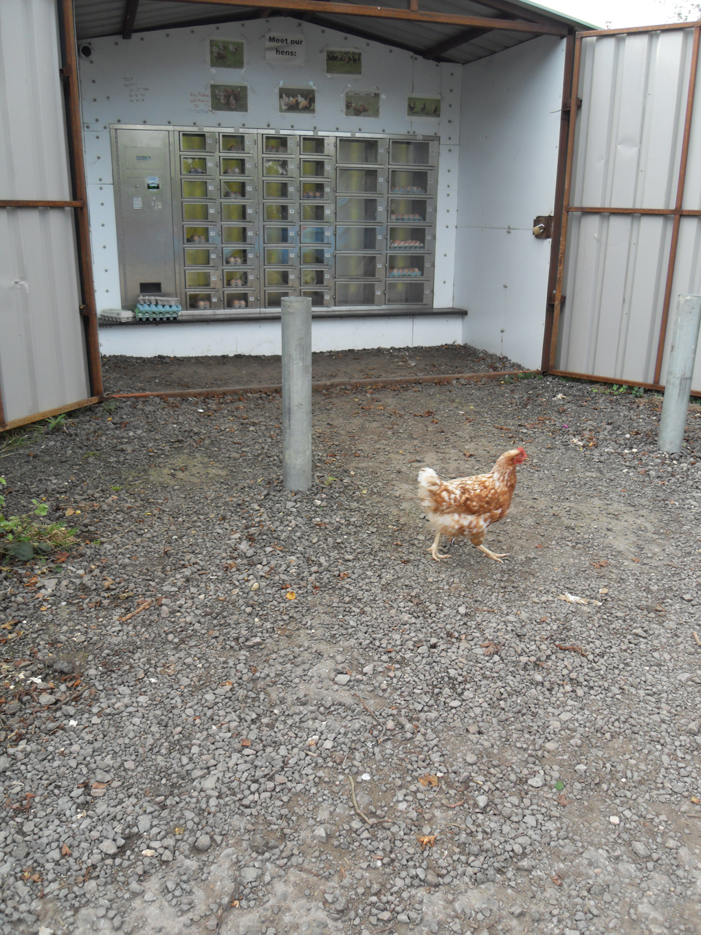 A chicken walking in front of an egg vending machine.