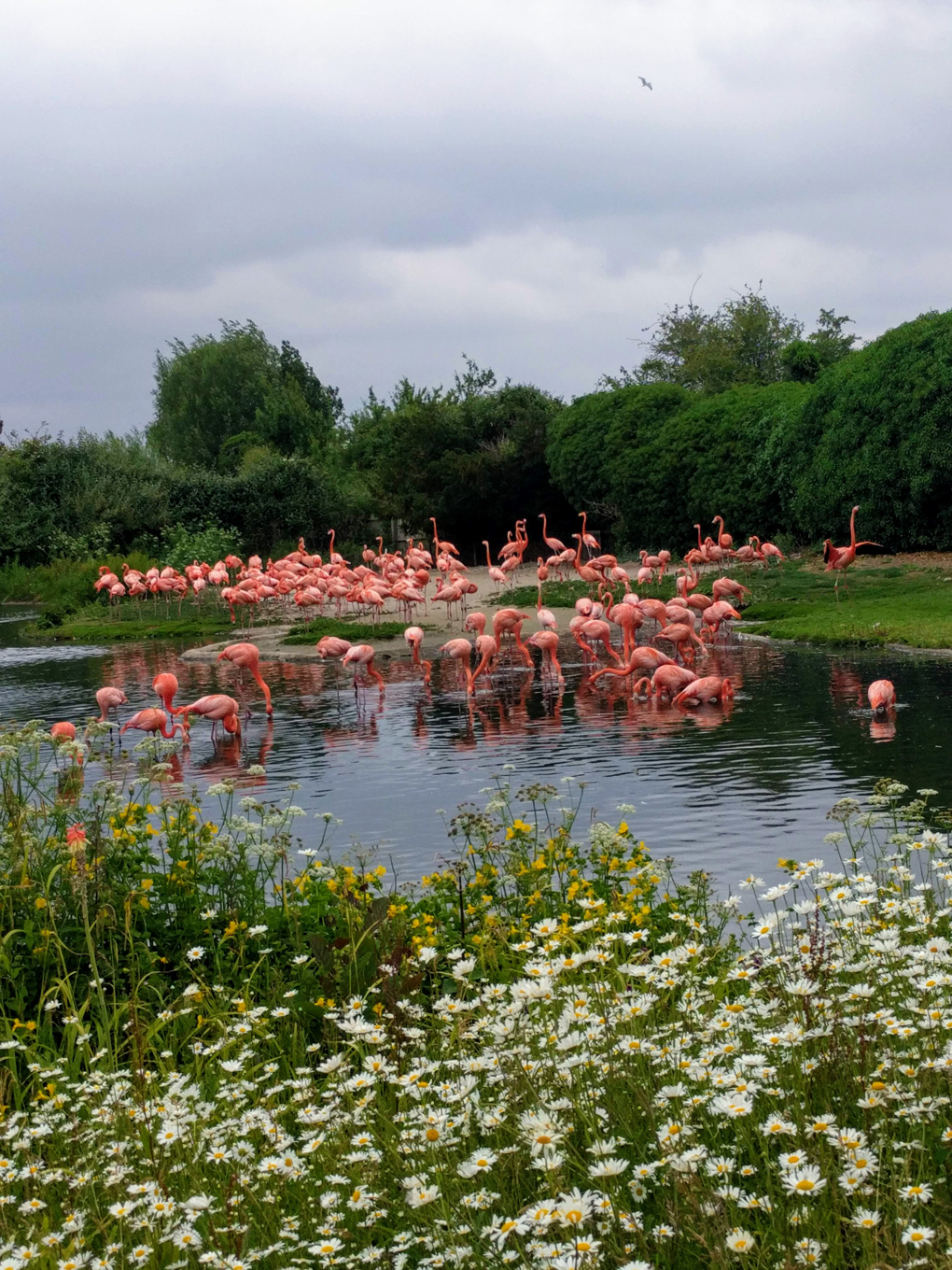 A flock of pink flamingos