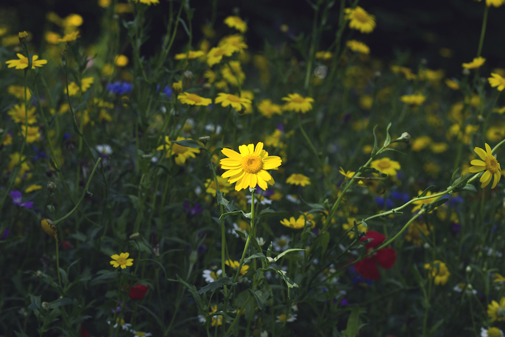 A dusk lit wildflower patch in the Botanical Gardens in Royal Victoria Park Bath.