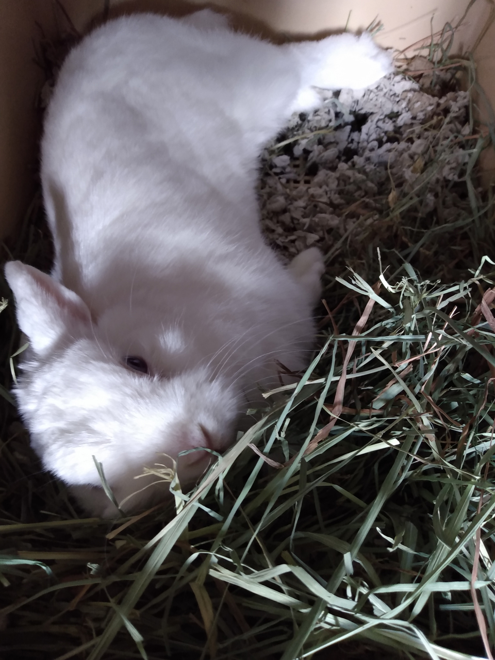 A white rabbit lounges on her side amongst her hay