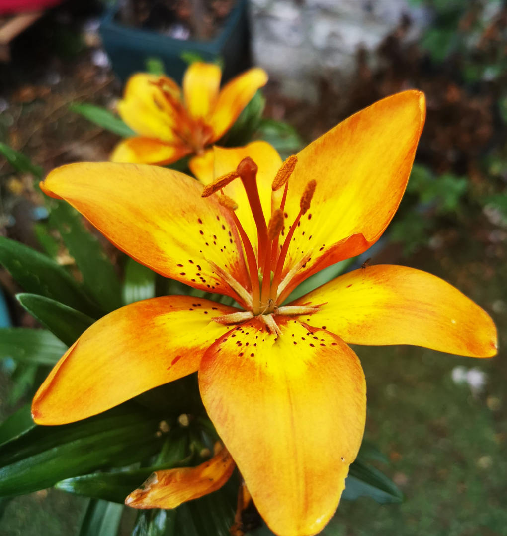 An open and beautifully blooming bright orange lily