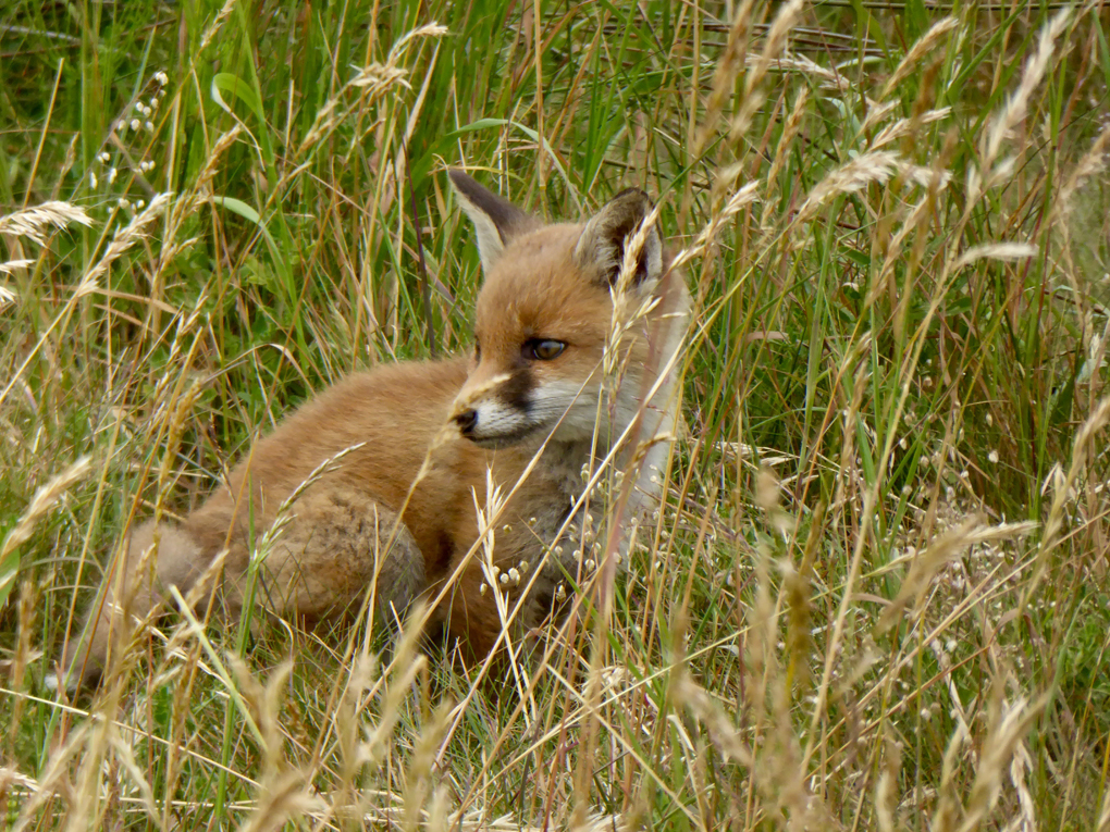 Fox cub on local golf course