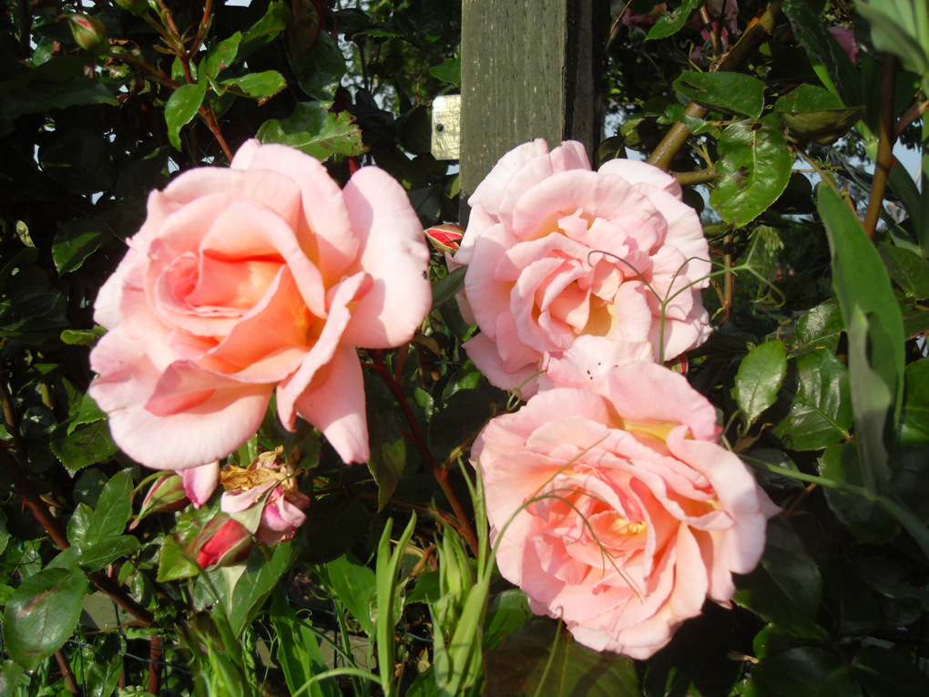 Pink climbing roses