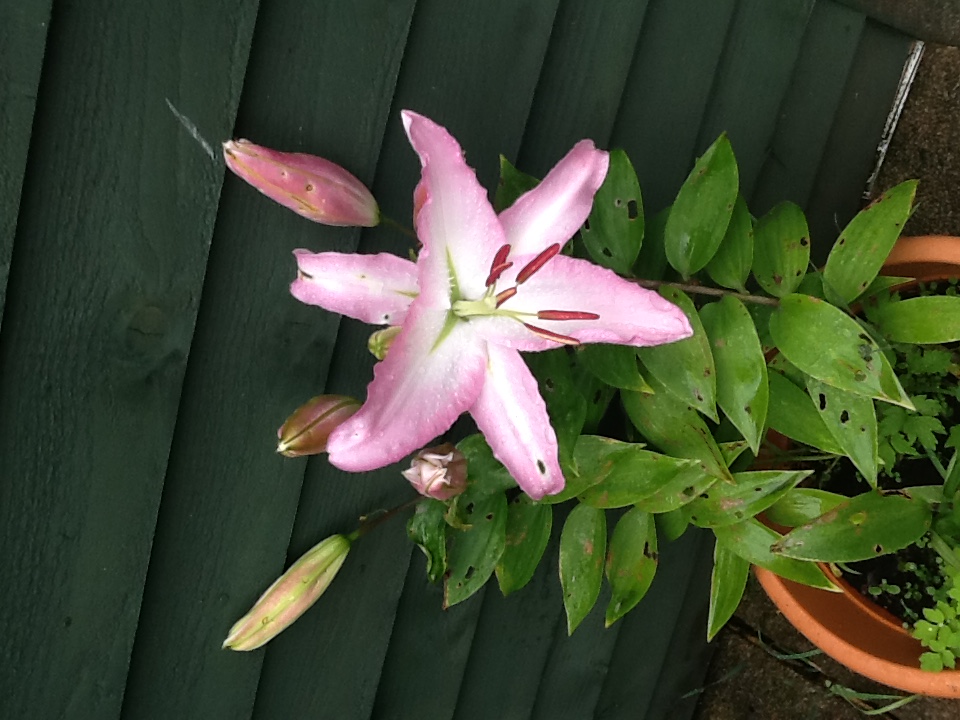 pink lily in a pot