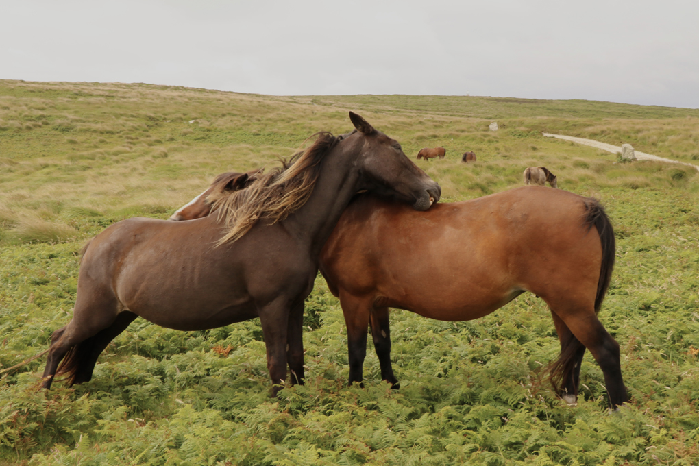 Lundy Ponies