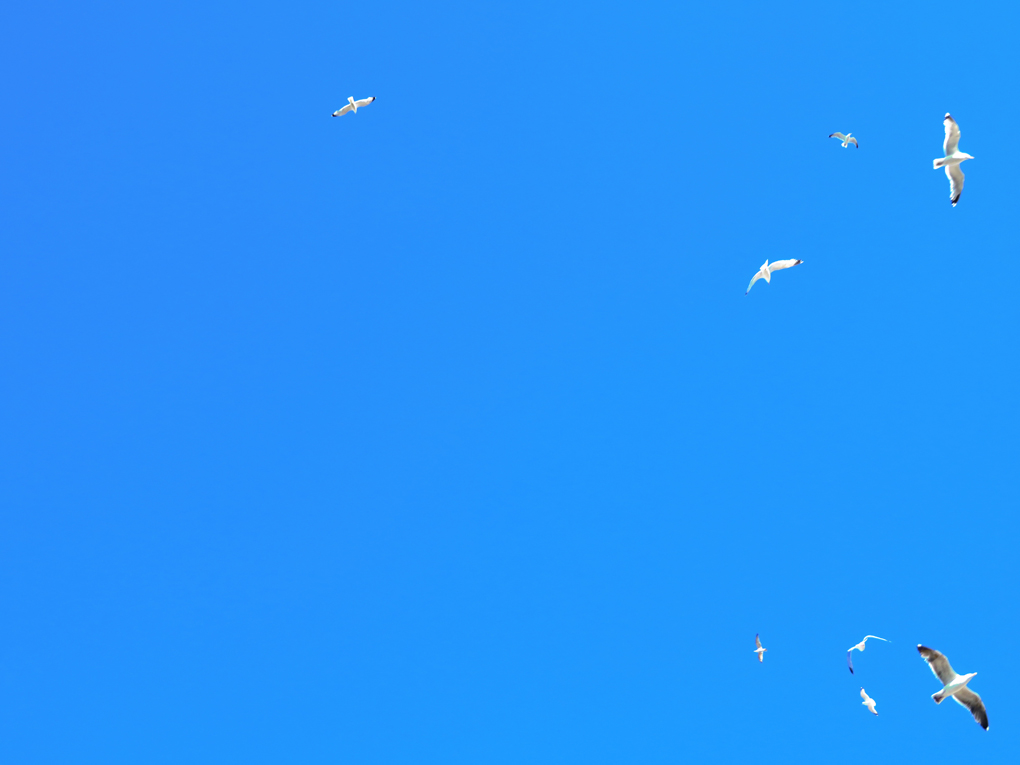 We are looking up at close up of a flock of seagulls framed by a brilliant blue sky. Picture taken at Viking Bay, Broadstairs.