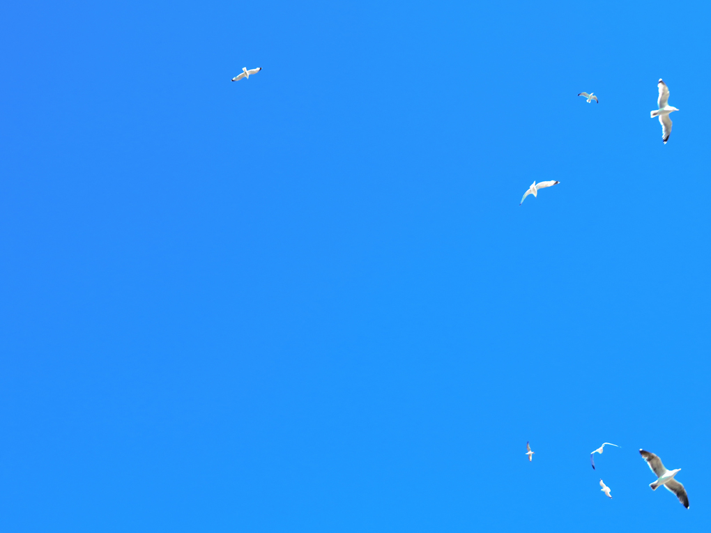 We are looking up at close up of a flock of seagulls framed by a brilliant blue sky. Picture taken at Viking Bay, Broadstairs.