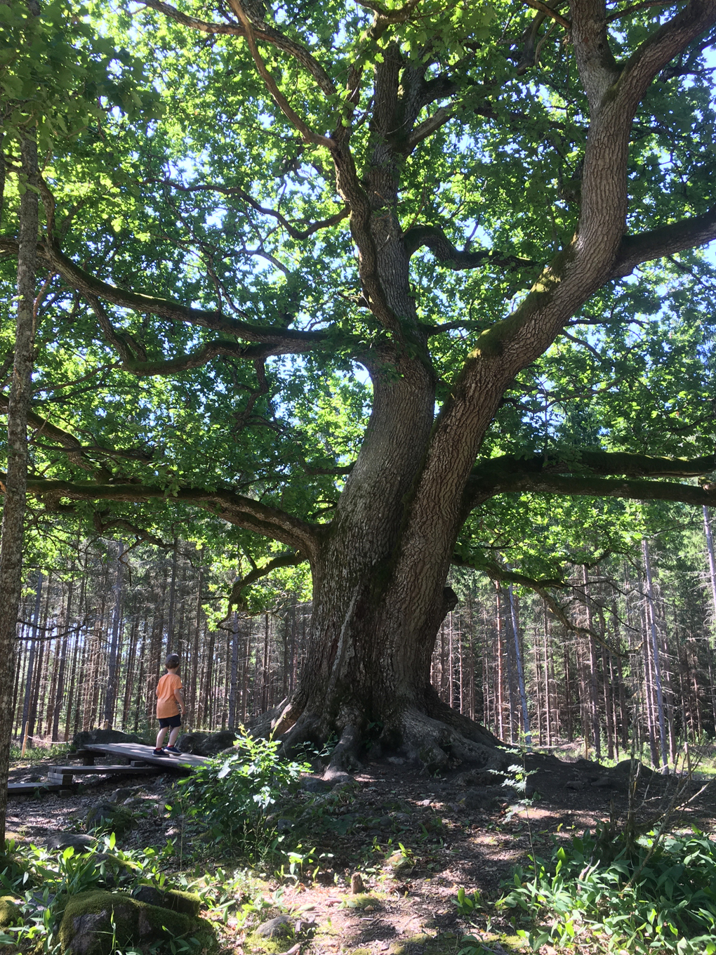 Small person next to a big tree in a forest.