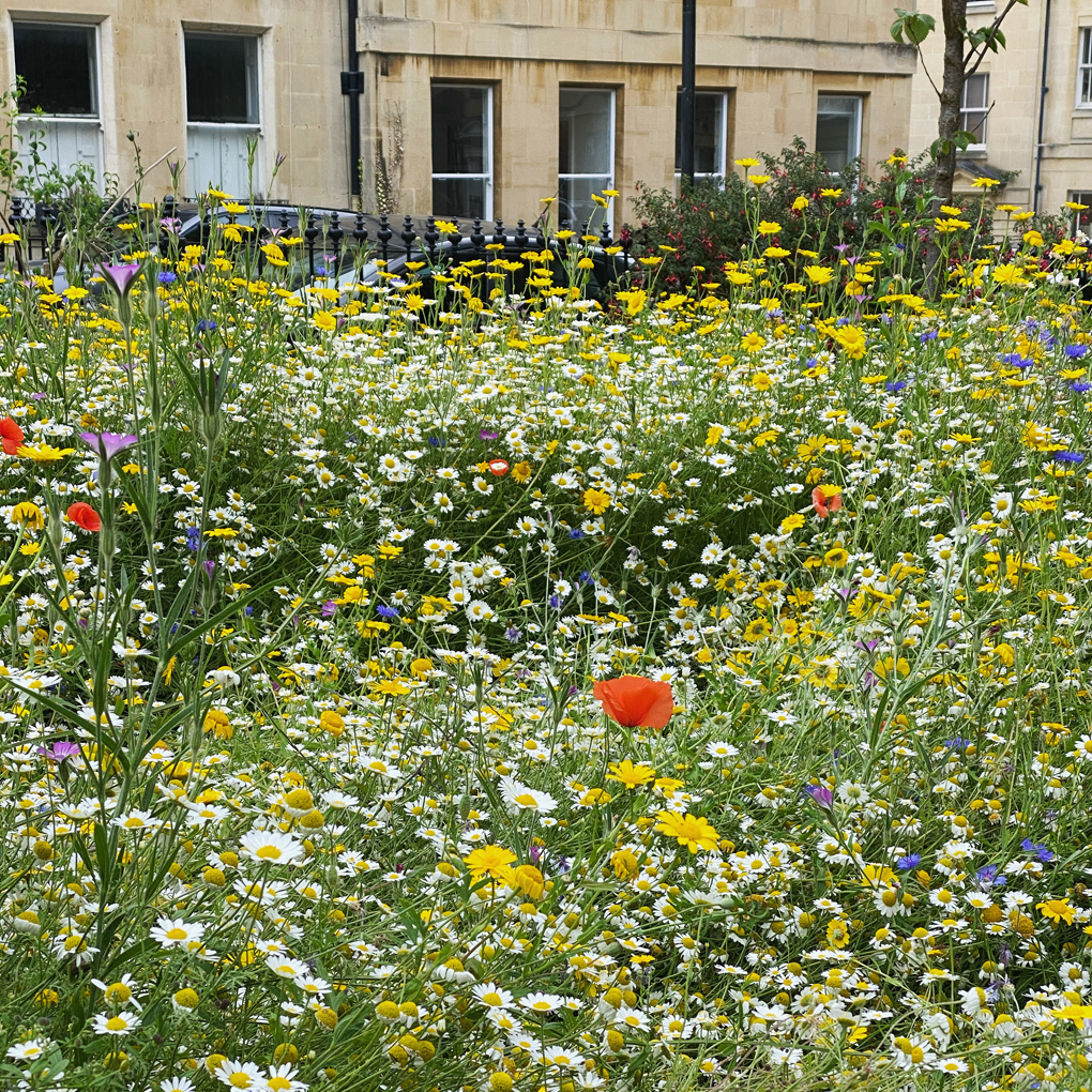 Close-up on a fenced-in wildflower meadow, with terraced buildings in the background