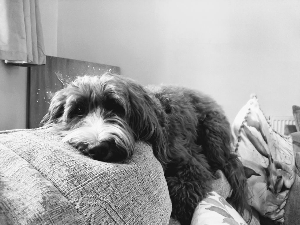 A black and white image of a fluffy cockapoo dog lying on top of a sofa with paws slumped down towards the pillows.