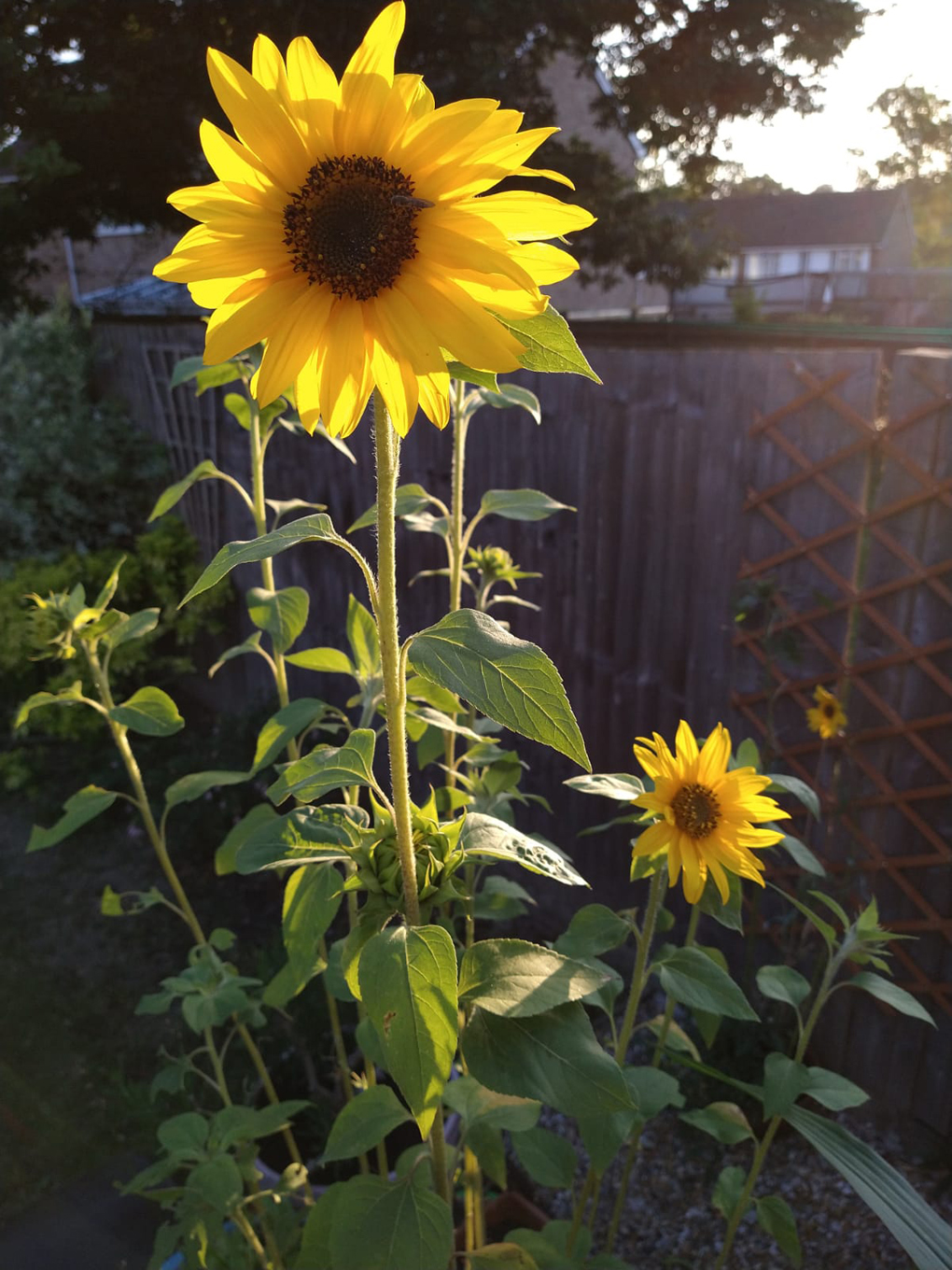 close-up image of sunflowers