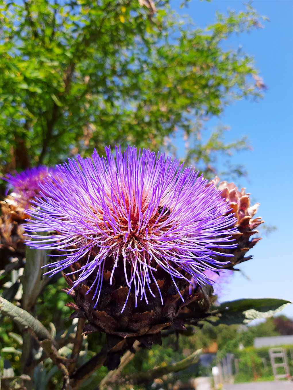 A bright purple flower with thin, tubular petals, being explored by a honey bee