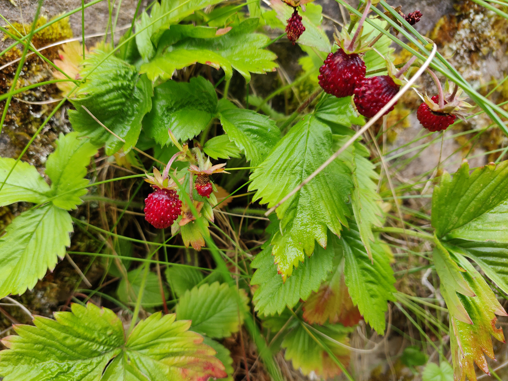 A fruiting wild strawberry plant growing in a stone wall