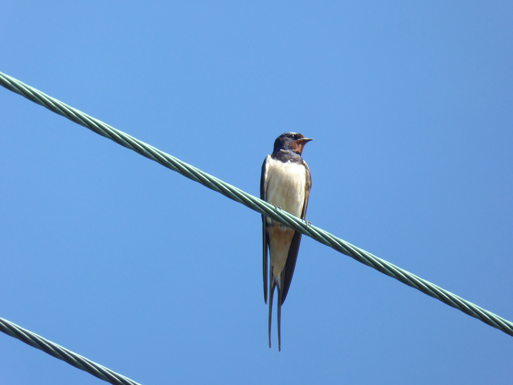 Barn swallow