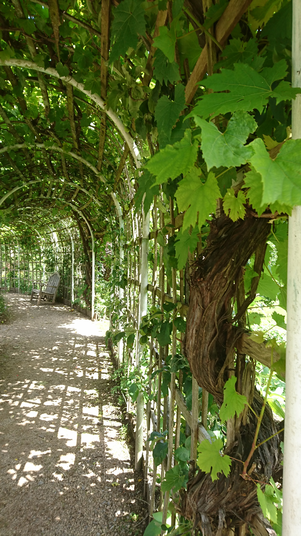 A lovely old vine covering a long arbor with a couple of benches to sit and escape the heat of the day for a while.