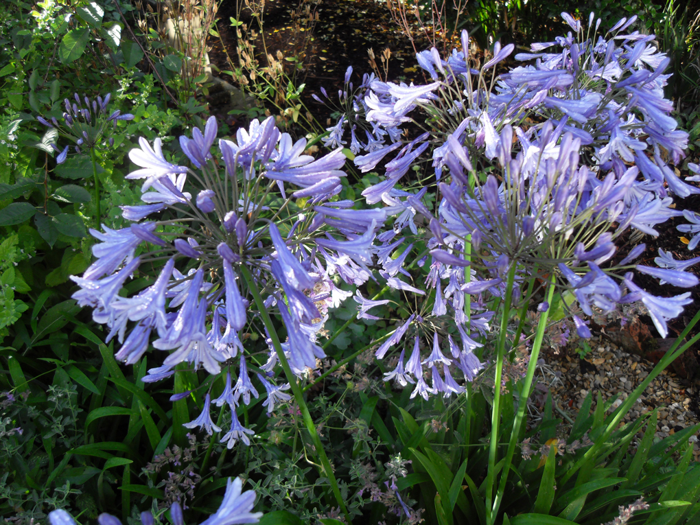 A clump of blue agapanthus in full bloom