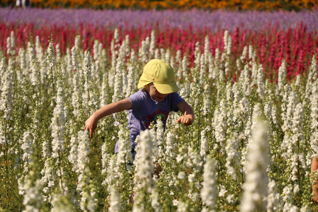 The Confetti Fields