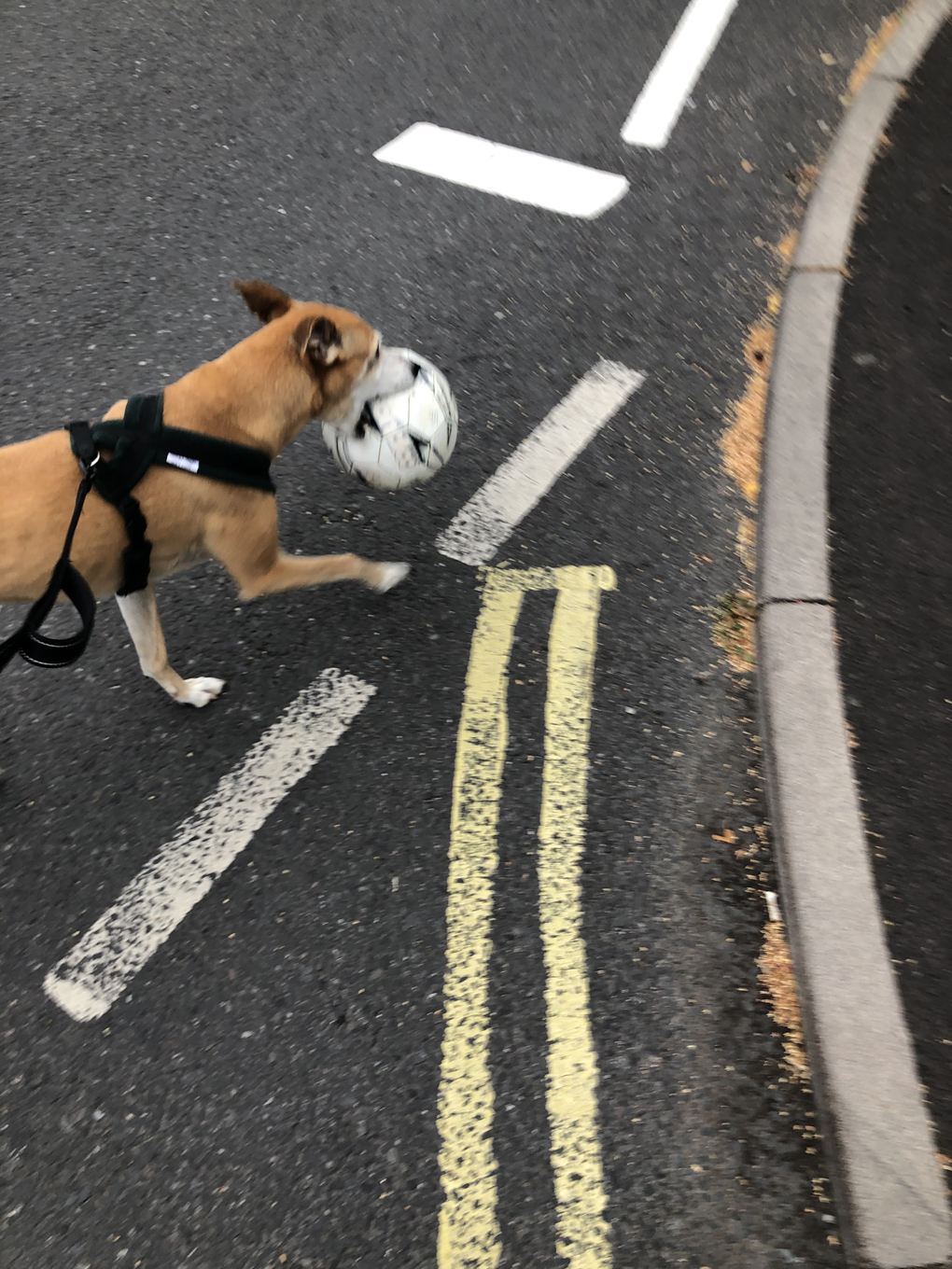 A dog carrying a stolen football in her mouth