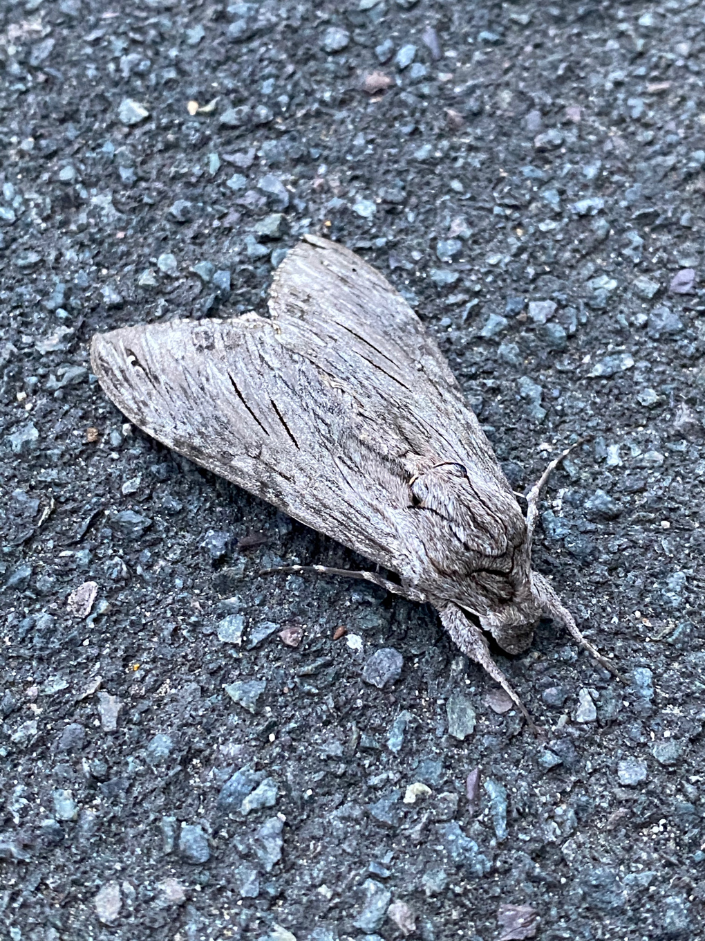 A large privet hawk-moth on the asphalt