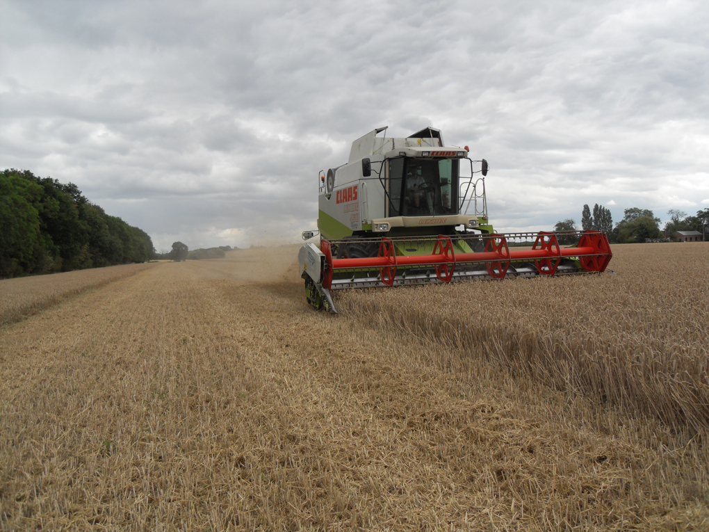 Combine harvester working in wheat field