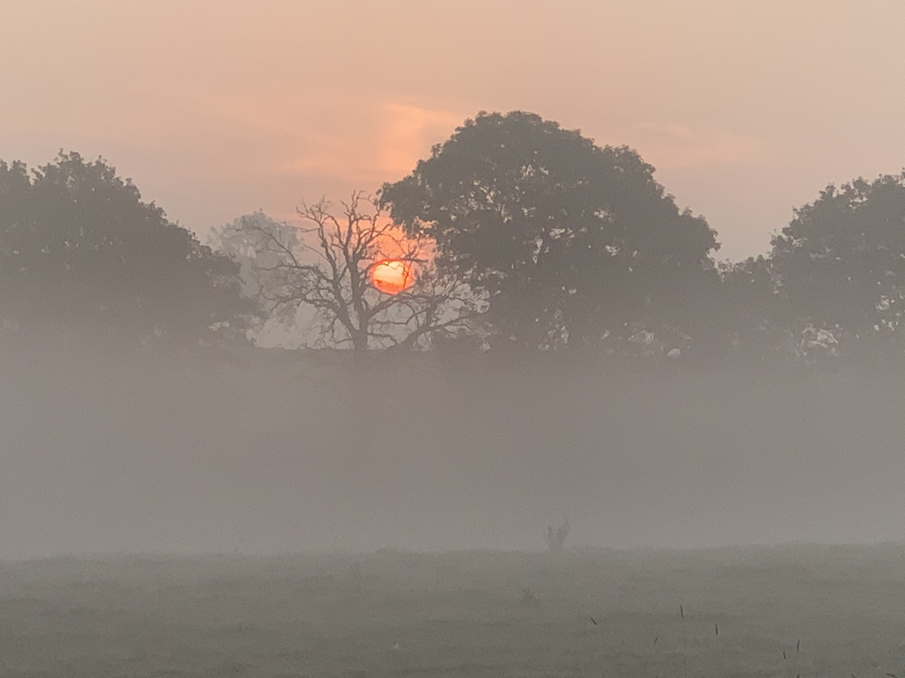Misty sunrise through trees
