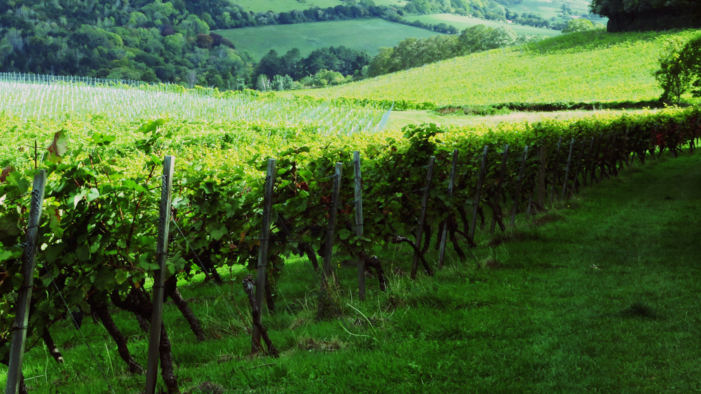 We see rows of vines at Denbies vineyard Dorking set against the backdrop of rolling fields and Box Hill