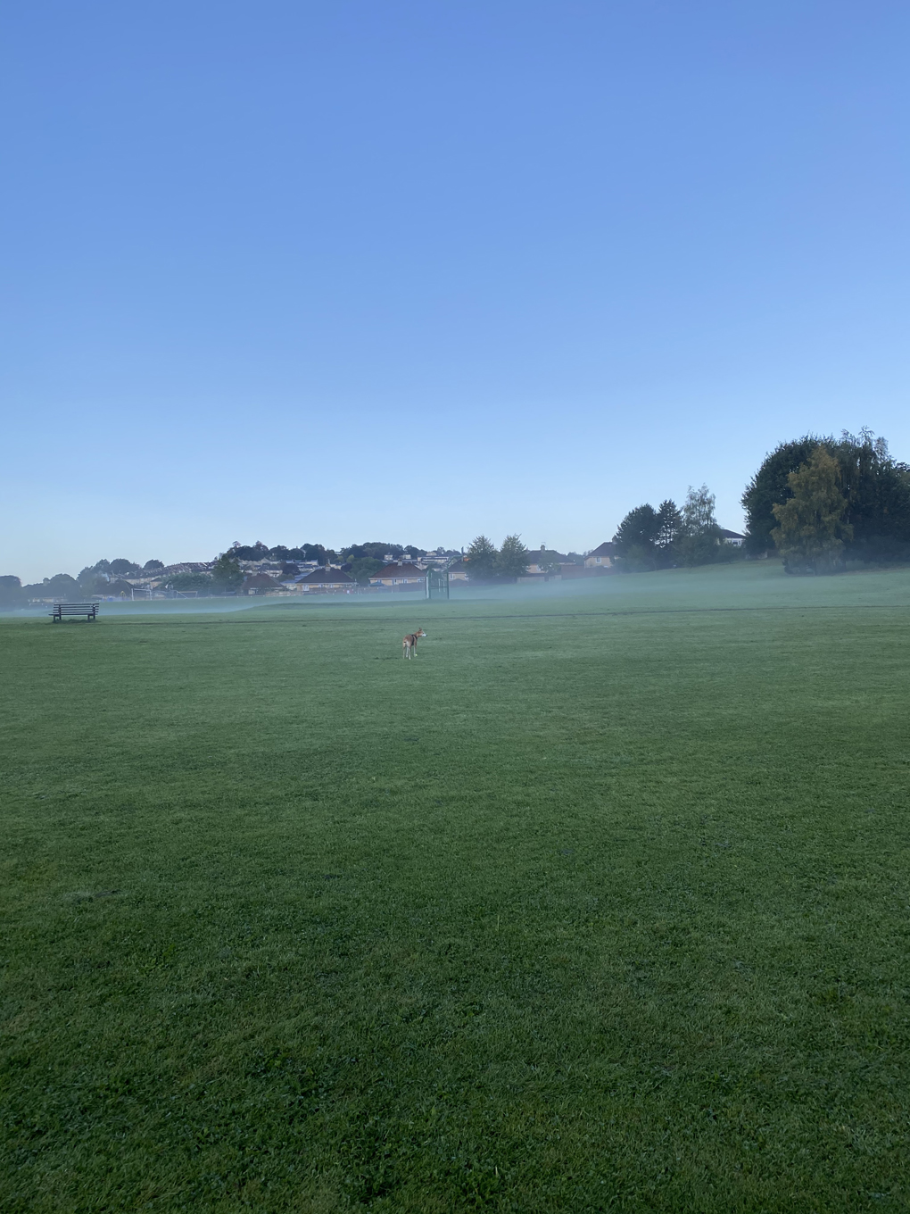 A wide field of green grass and a blue cloudless sky. There’s a dog standing in the middle of the grass waiting for it’s owner.