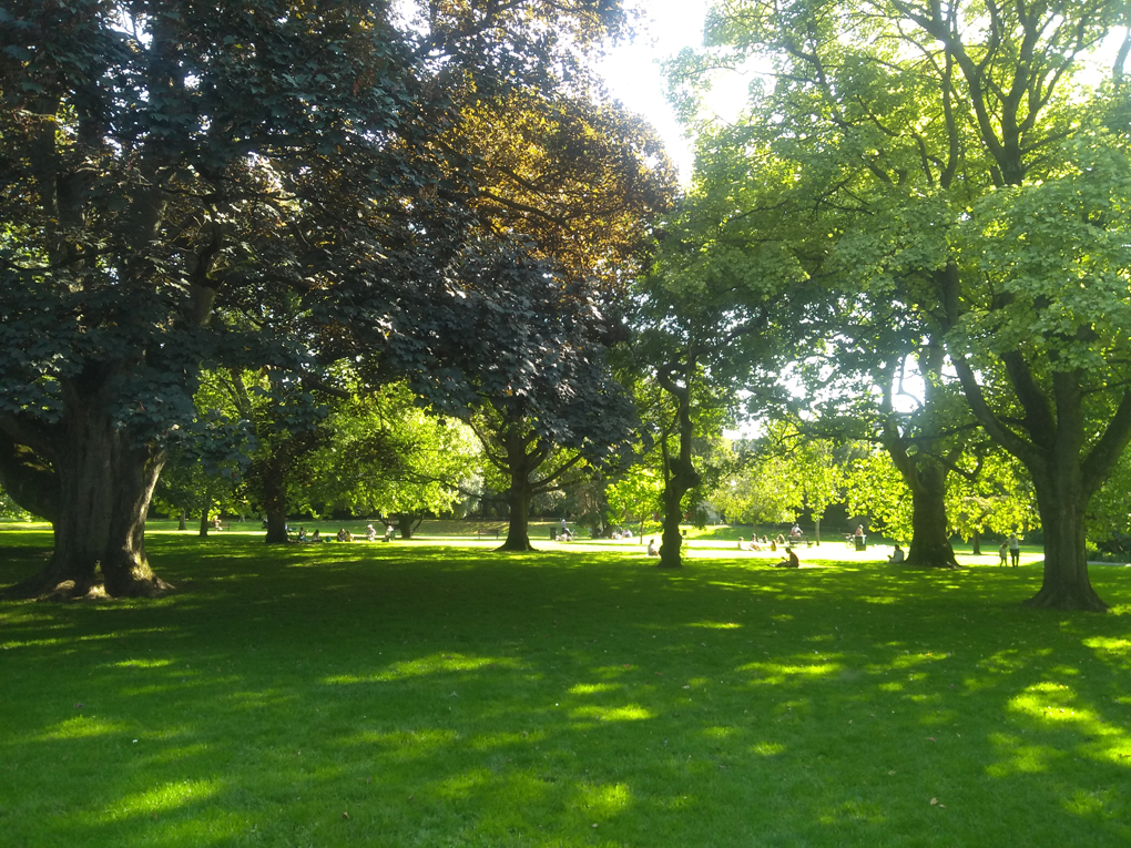 A park on a sunny day with light filtering through the leaves and making patterns on the grass