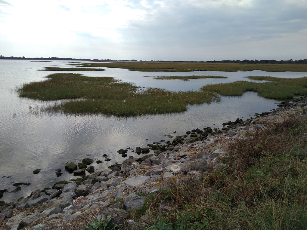 This is a picture of the salt marches in Pagham Nature Reserve