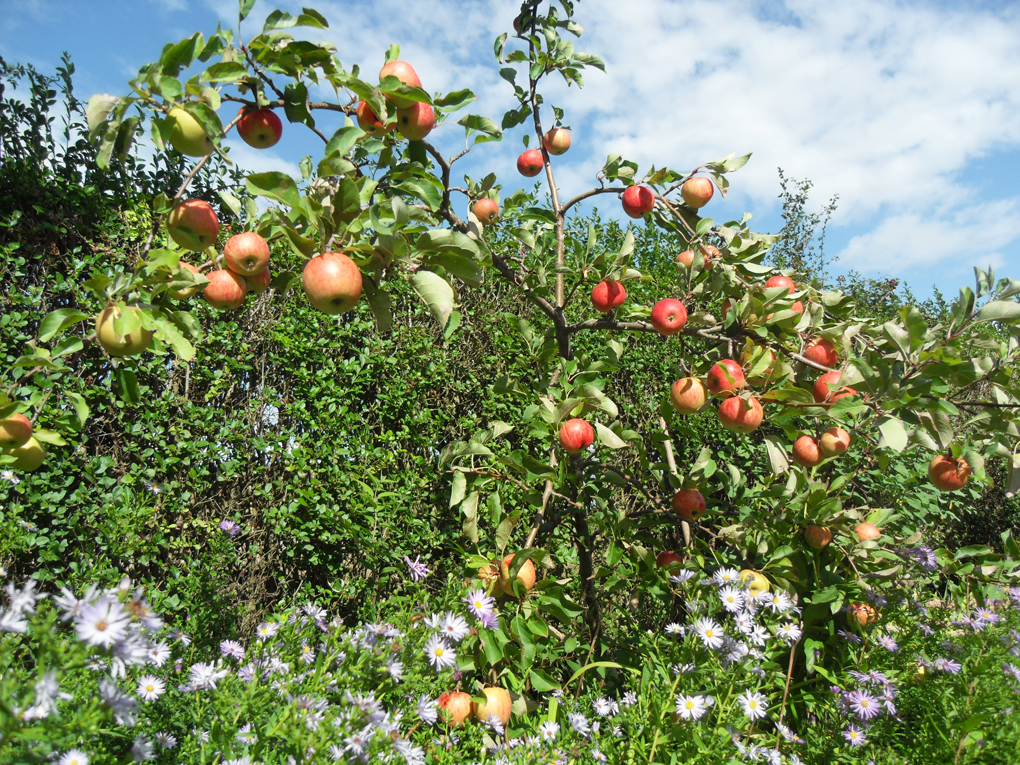 Small tree laden with red apples with Michaelmas daisies growing nearby