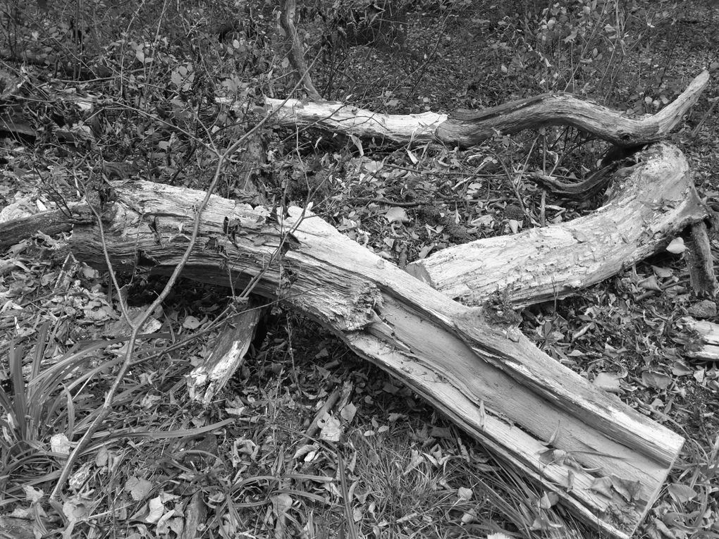 fallen logs in black and white