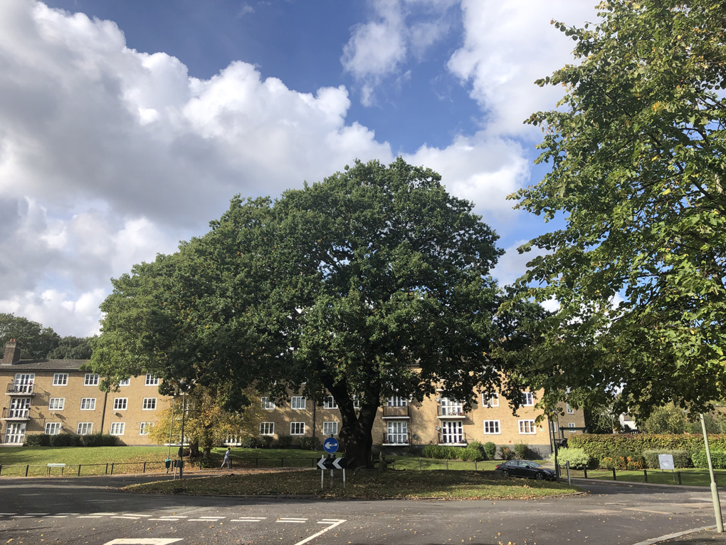 Large tree with blue skies and white fluffy clouds