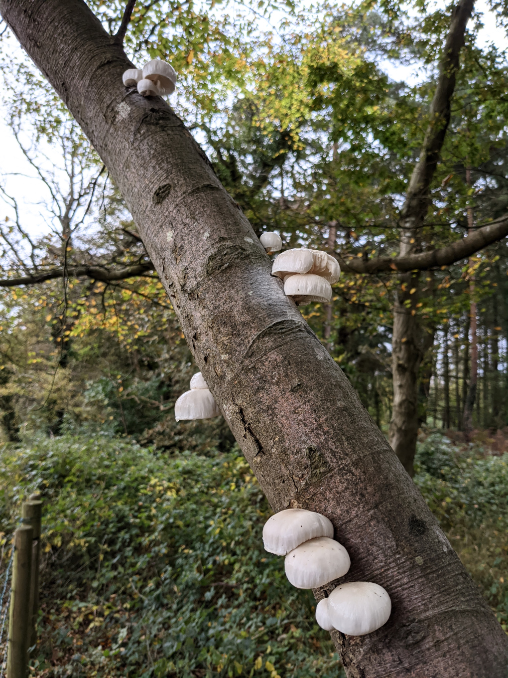 Glossy white cup mushrooms growing in clusters of 3 or 4, on a narrow, silvery grey tree (North Somerset, England)