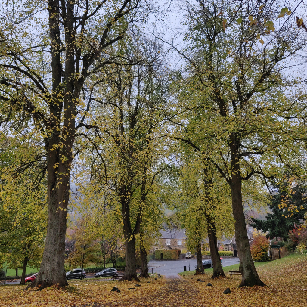 A tree lined street covered in autumn leaves