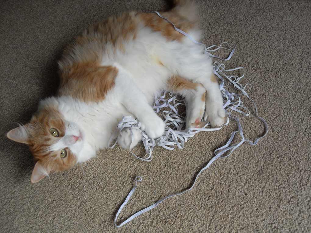 Ginger cat playing with a bundle of elastic