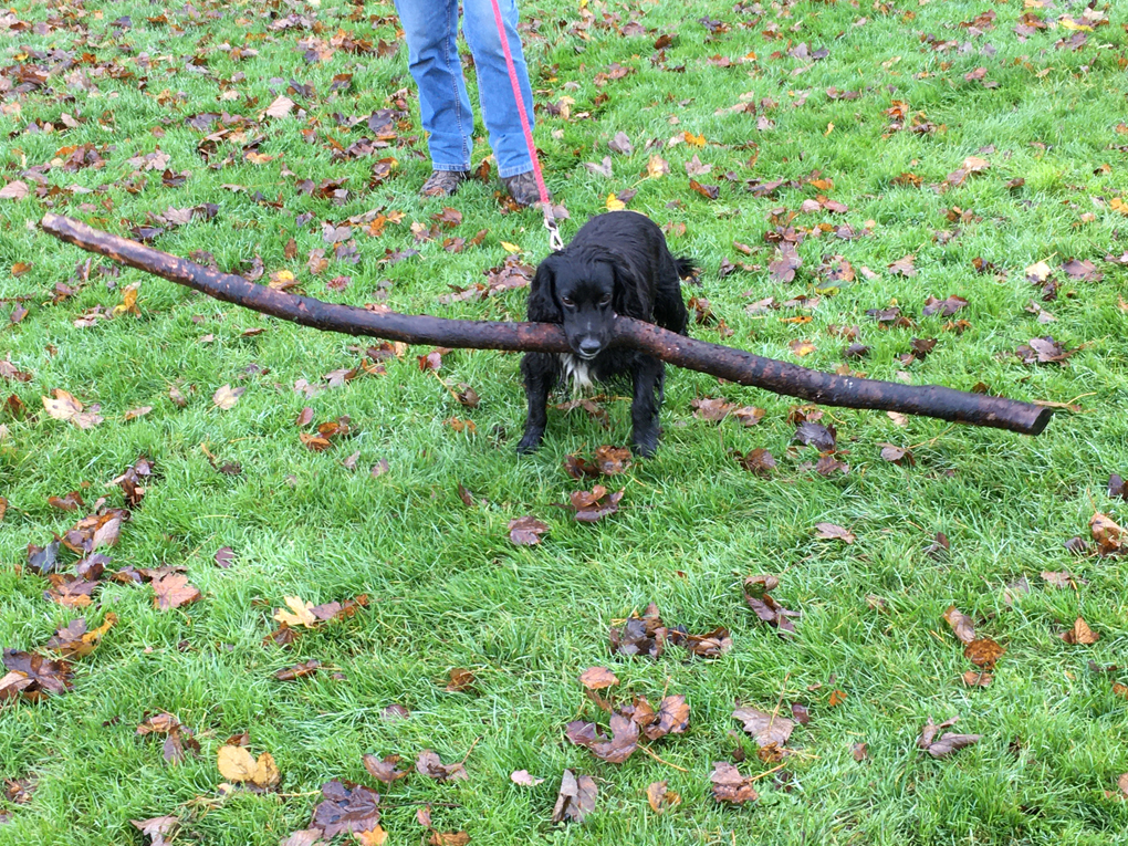 Dog with Stick (understatement)