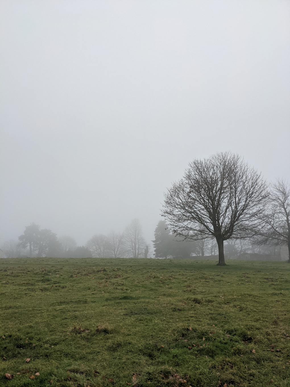 Misty view of trees on the Common.