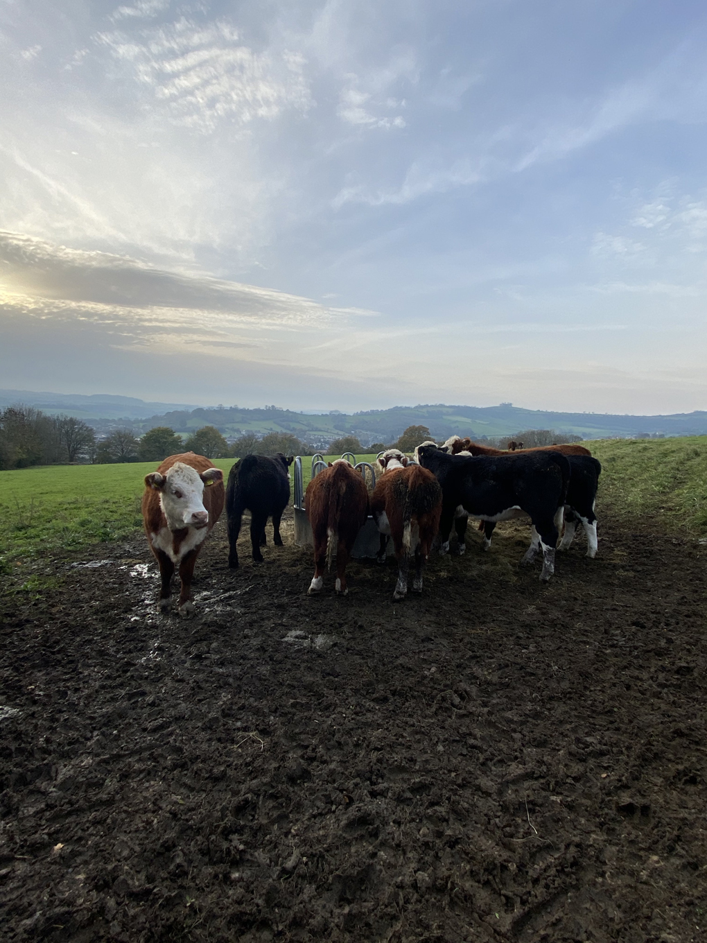 Cows clustered around a feeding station, with views of hills in the background