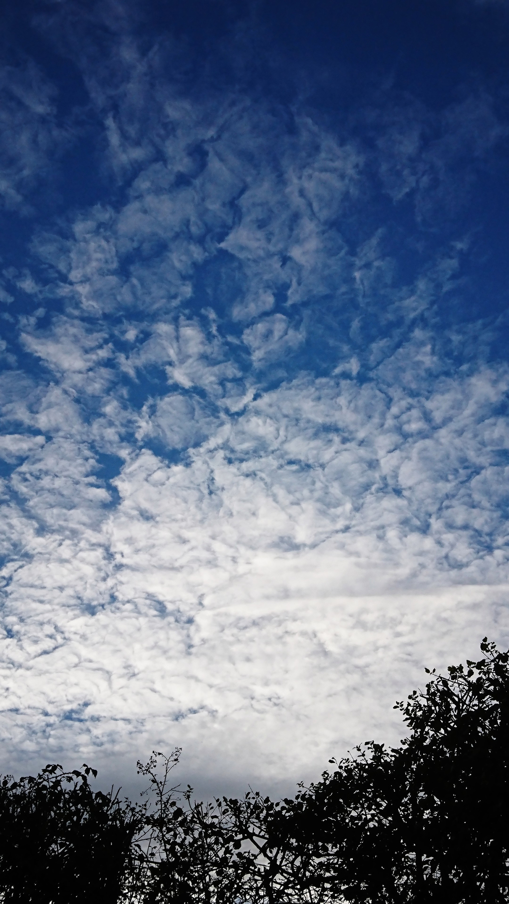 Upon looking out one day i spotted an amazingly beautiful sight! The clouds were Cirrocumulus  in what is called a Mackerel Sky, wispy cotton wool balls stacked up forming a huge mound in a bright blue sky forecasting cold weather to come. What a picture - it lifted my spirits on dreary November day in these Covid times.