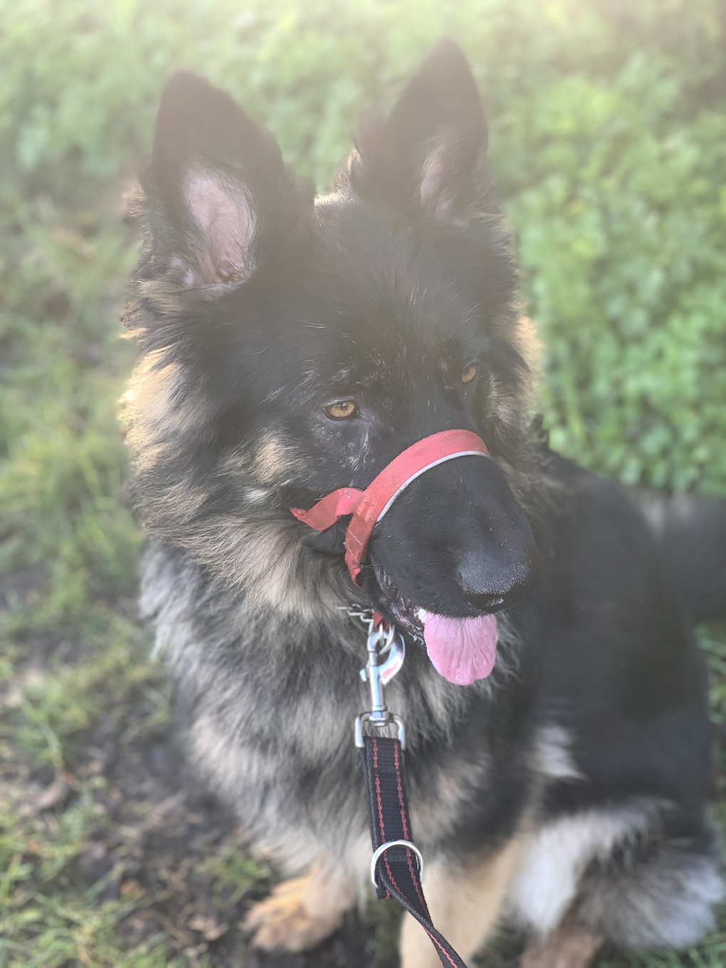 German shepherd puppy sitting down after dog training in a field.