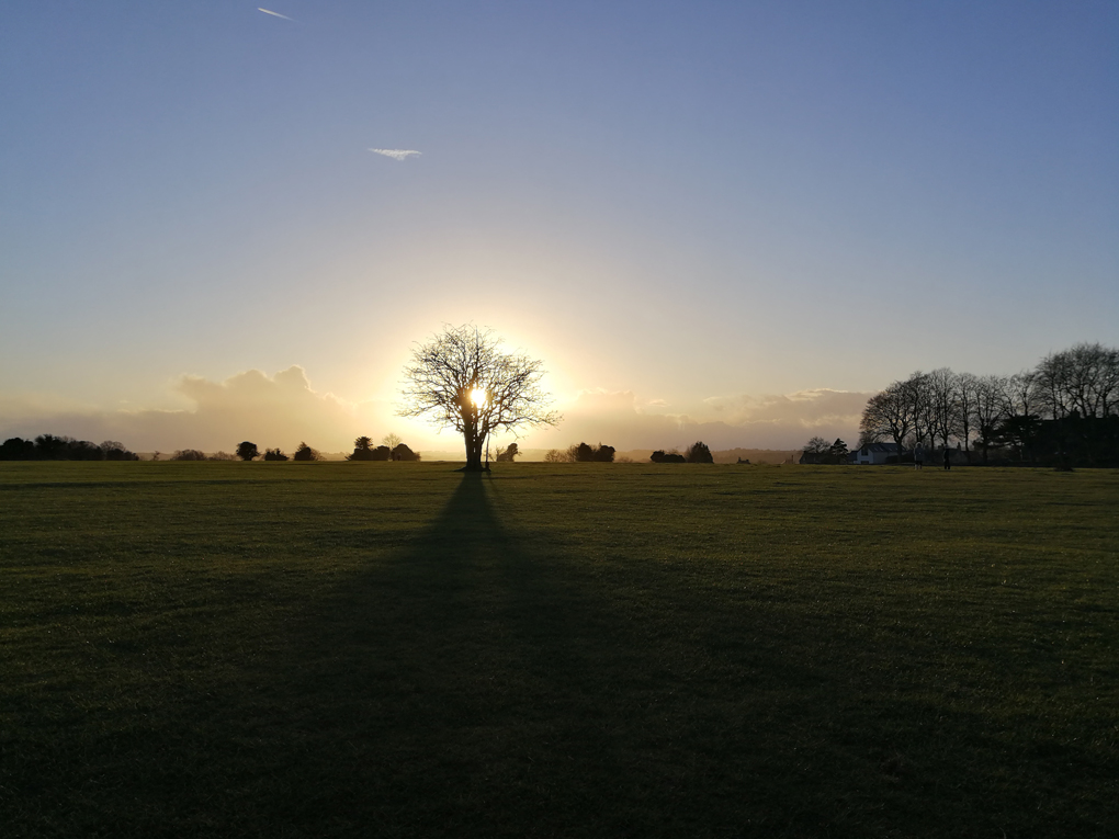 sun setting behind a tree standing alone on a common