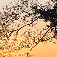 Tree branches over a pink and yellow sky