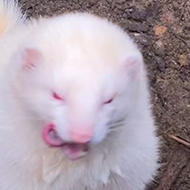 A blurry photo of an albino ferret licking its lips