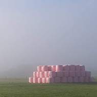 A short wall of large hay, circular bails, wrapped in pink plastic, standing in a field surrounded by mist