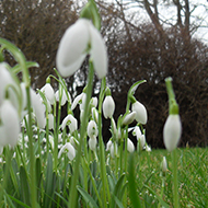 Snowdrops growing in a garden