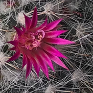 Cactus with pink flowers