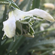 Snowdrop Time