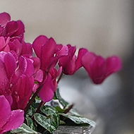 Pink flowers outside the Connaught hotel in Mayfair; blurred background, focus on flowers
